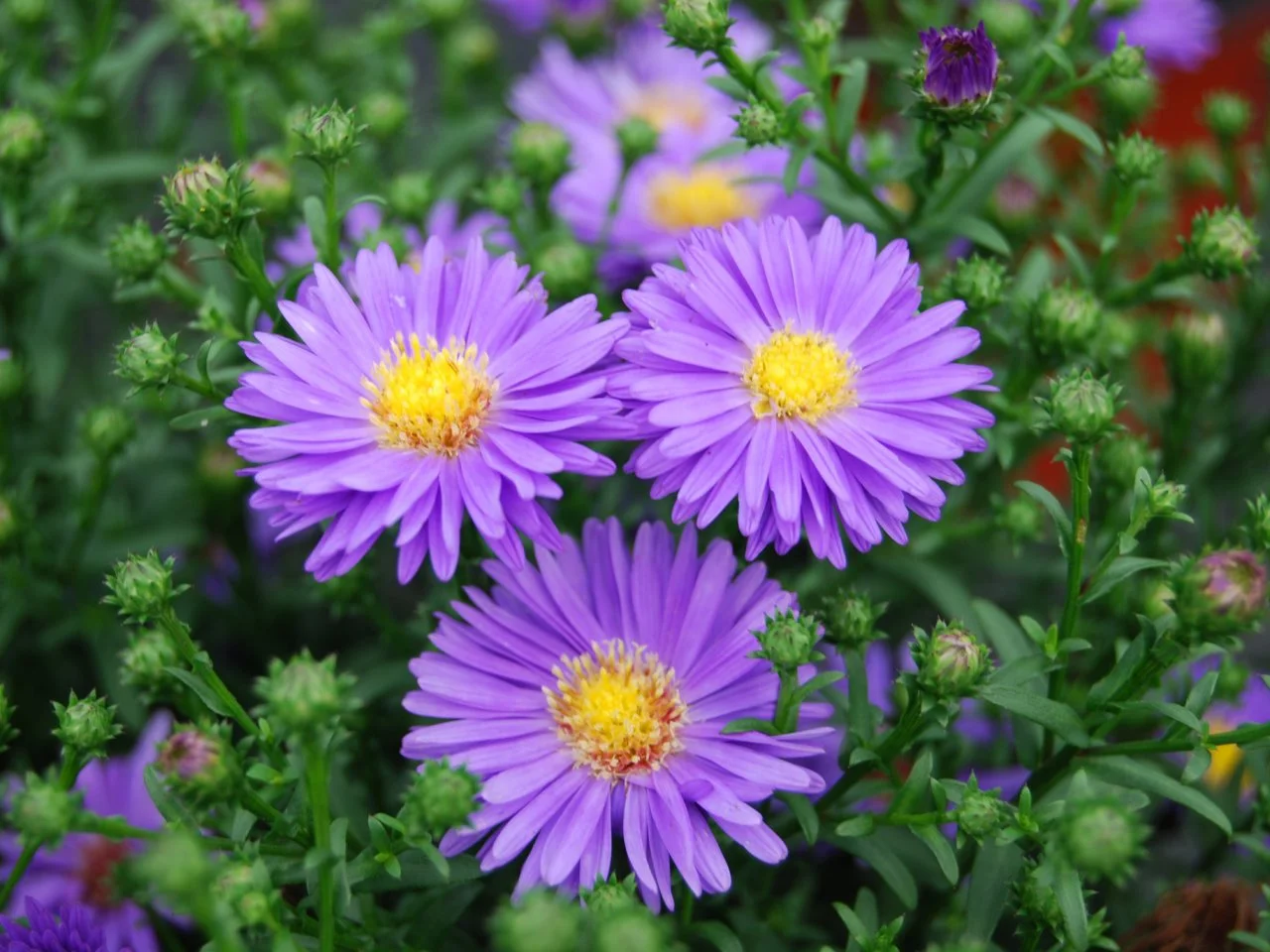 Aster